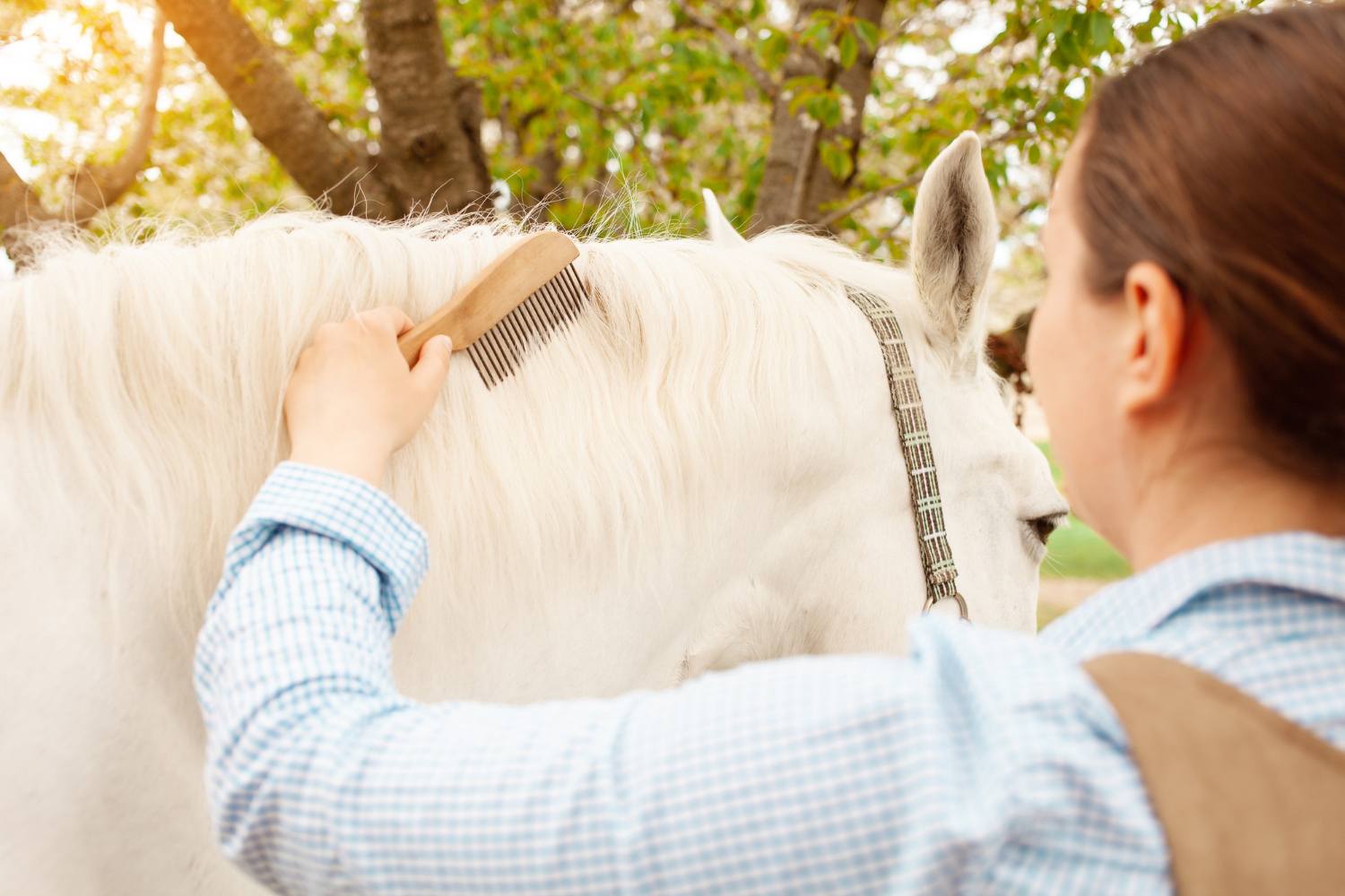 Professional care of animal hooves