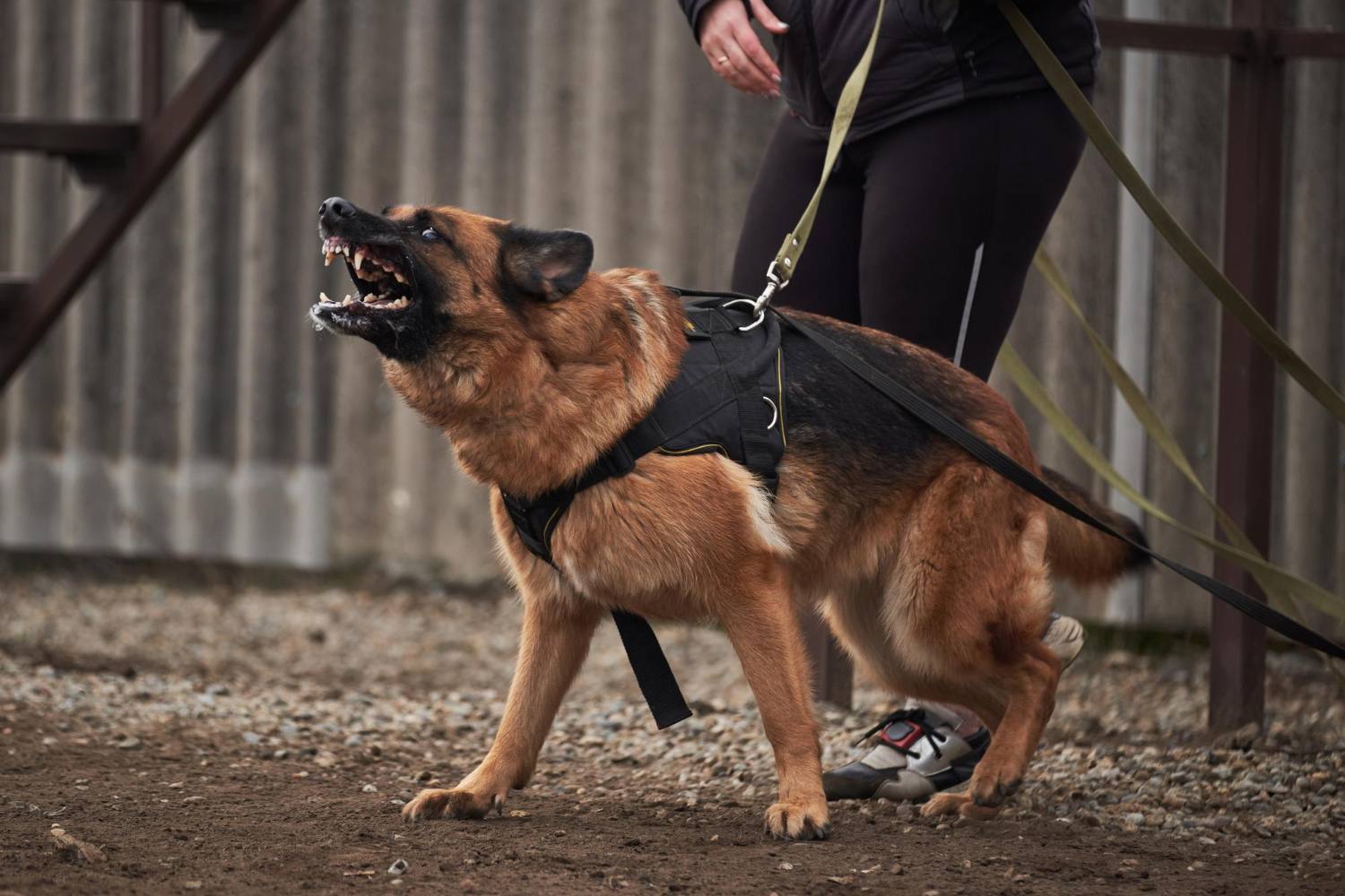 Protection with service dogs